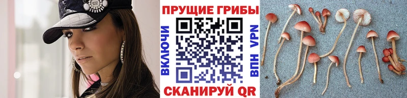 Галлюциногенные грибы Psilocybine cubensis  купить наркоту  Пермь 